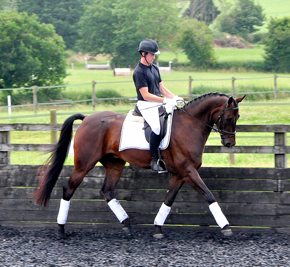 matt jenkins dressage