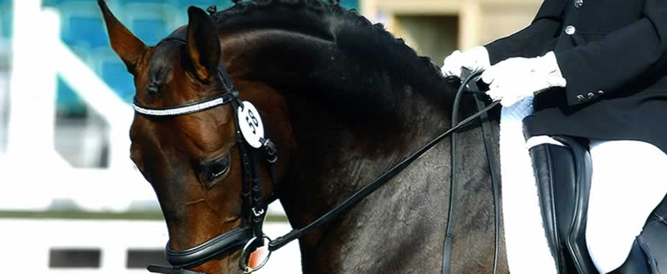 matt jenkins dressage